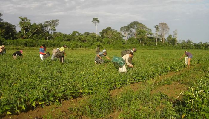  Lula sanciona lei que autoriza R$ 500 mi para agricultura familiar 